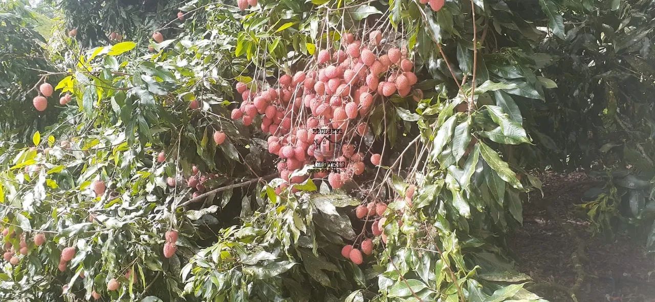 FAZENDA LAZER / MORADIA em ELDORADO - SP, RURAL - Foto 5