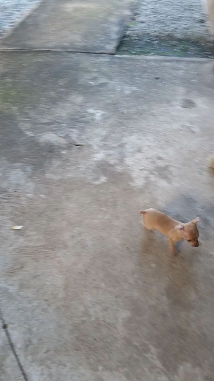 Pinscher  - Foto 2