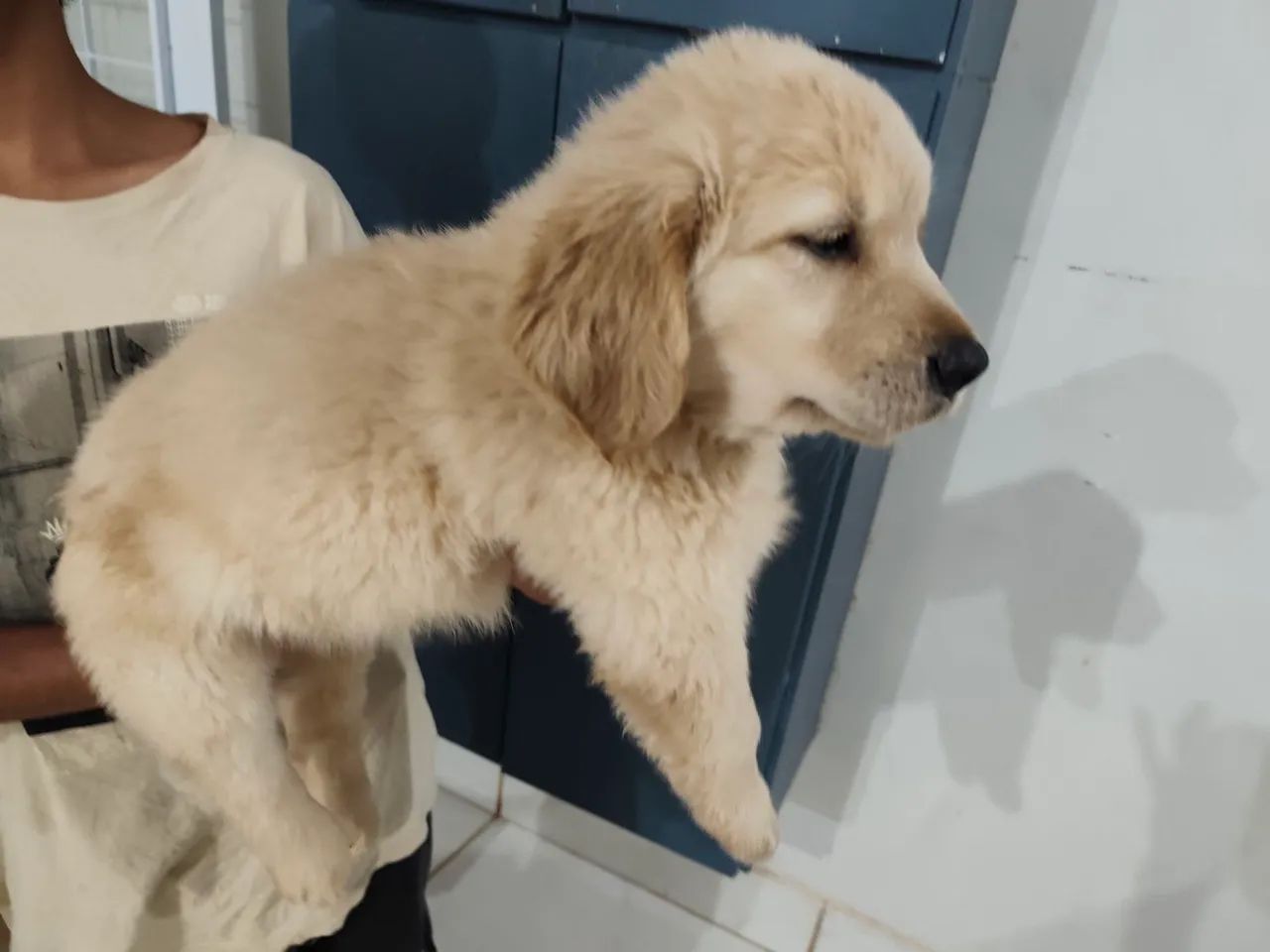 Filhote MACHO DE GOLDEN RETRIEVER  - Foto 3