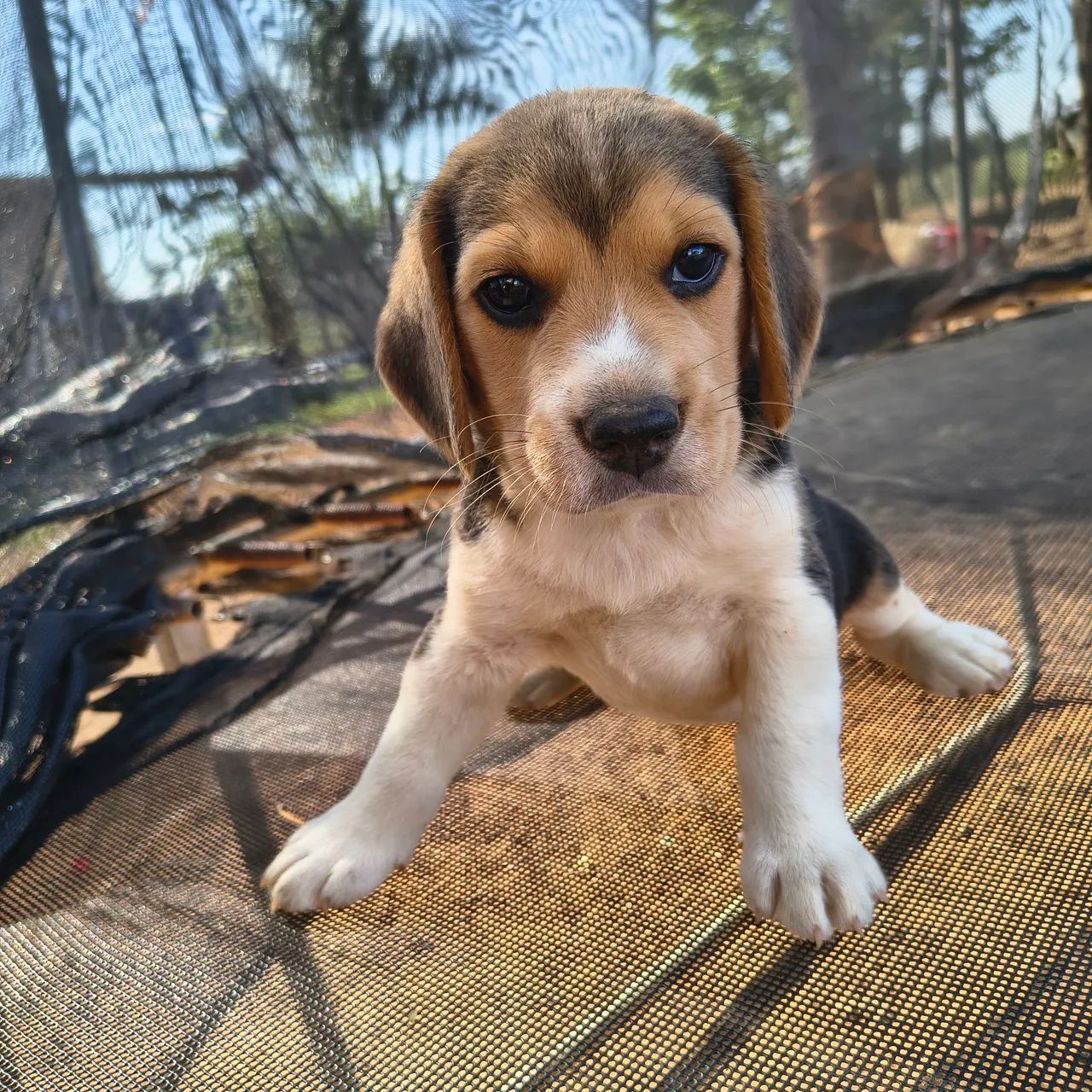 Filhotes beagle 13 polegadas  - Foto 3