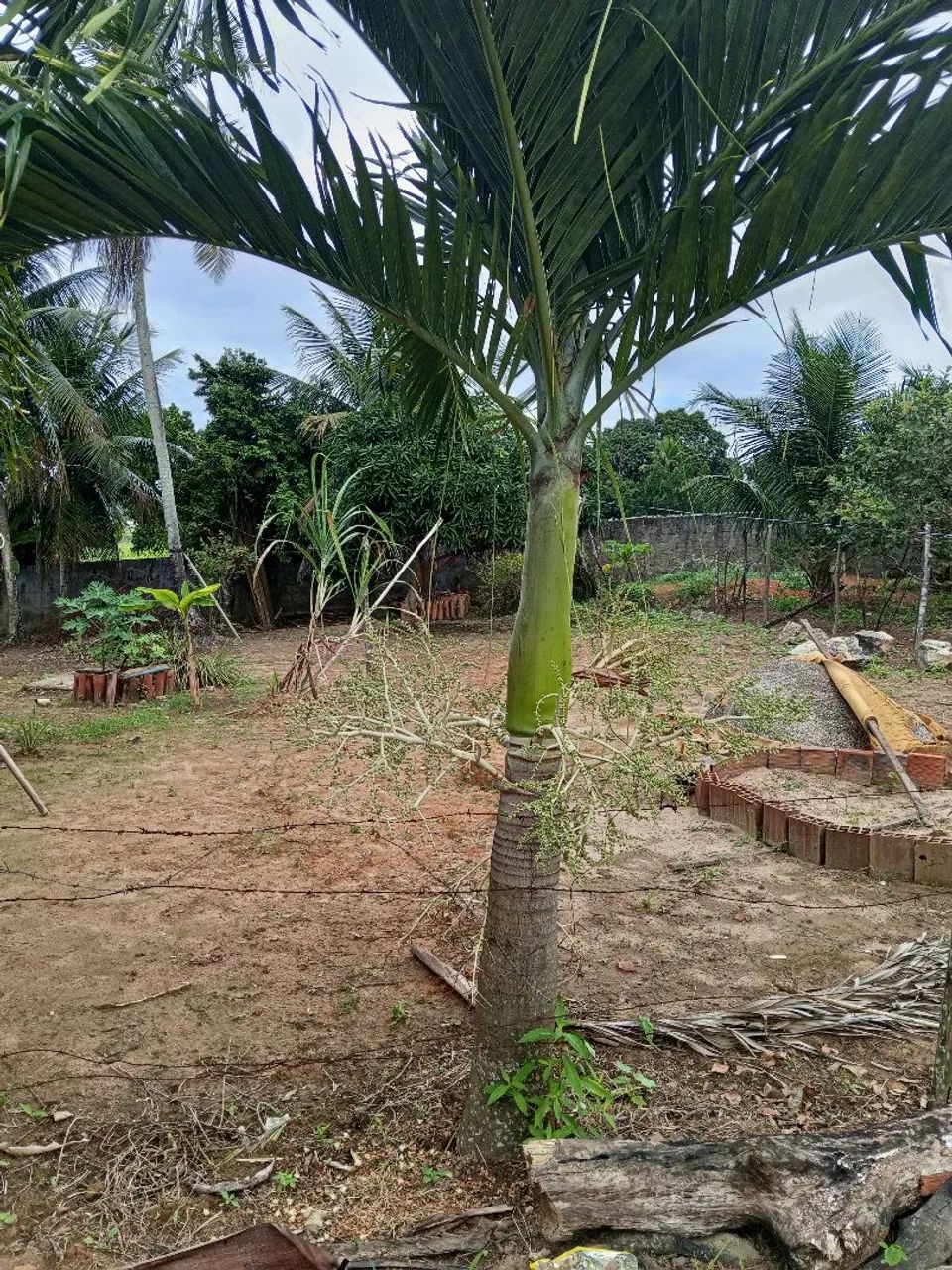 Jardinagem 
