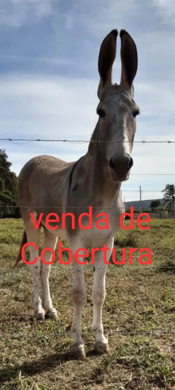 Burro - Foto 2