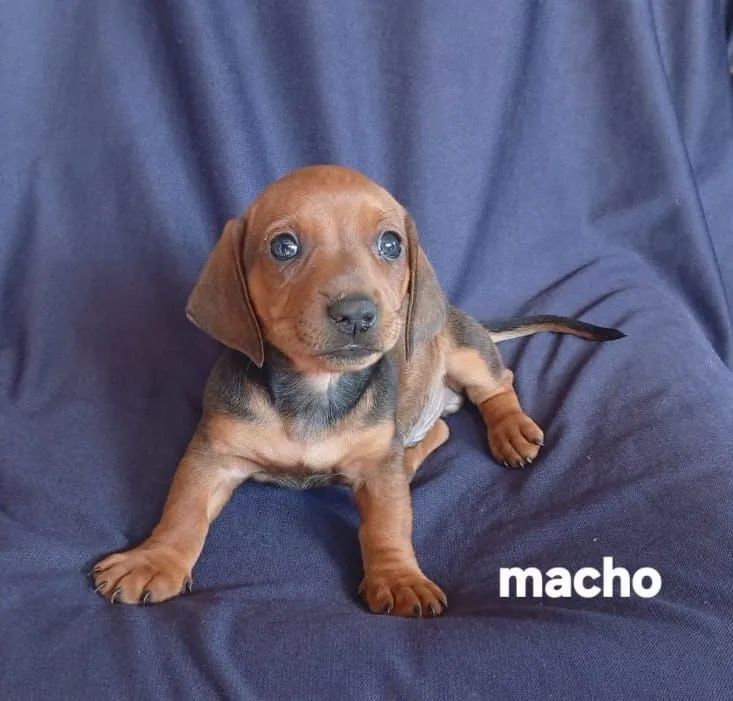 Basset? - Foto 2