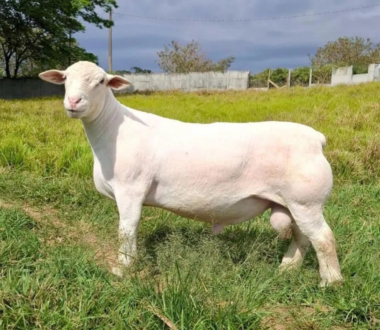 White dorper p.o
