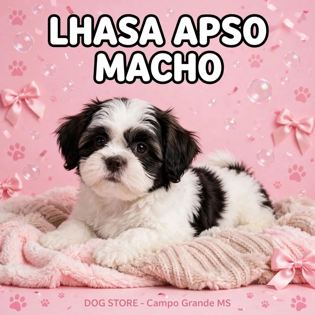 Lhasa apso macho - Foto 2