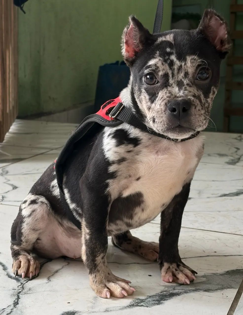 American Bully  - Foto 4