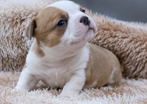 American bully micro - Foto 4