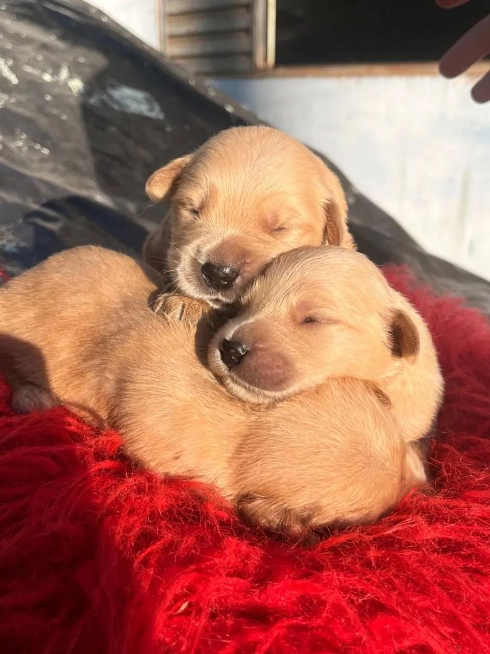 GOLDEN RETRIEVER - Ninhada disponível! <br>golden retriever