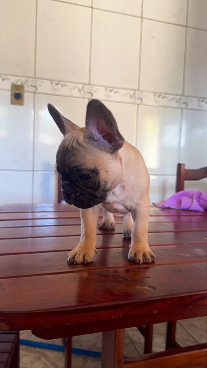 Bulldog francês  - Foto 2