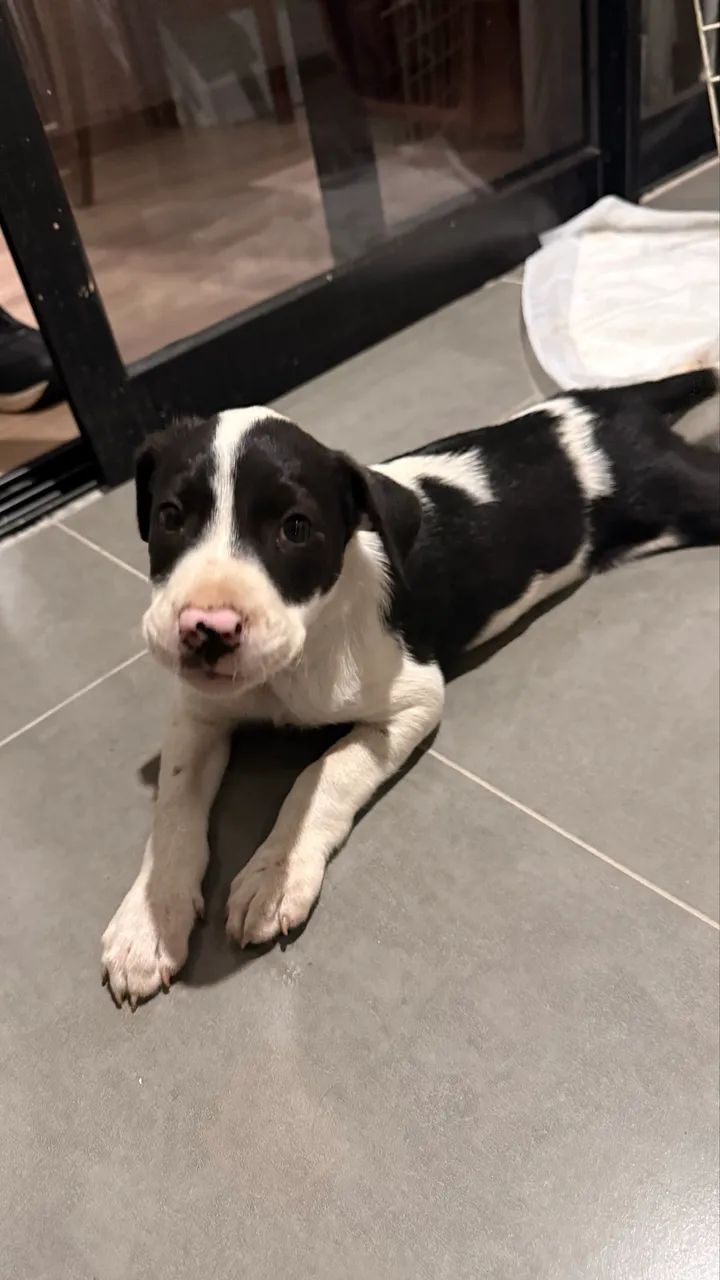 Filhotes  - Foto 5