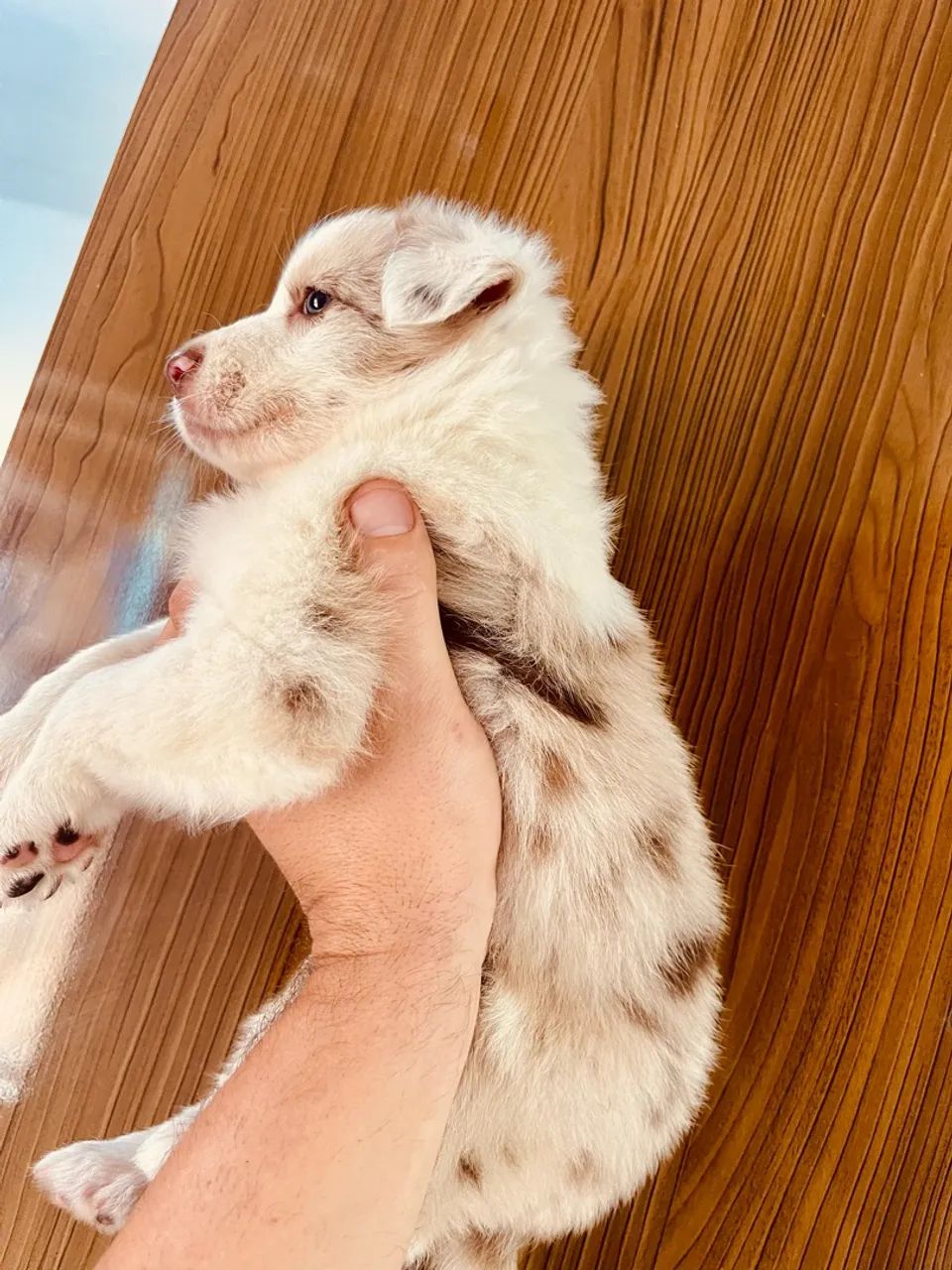 Border collie  - Foto 3