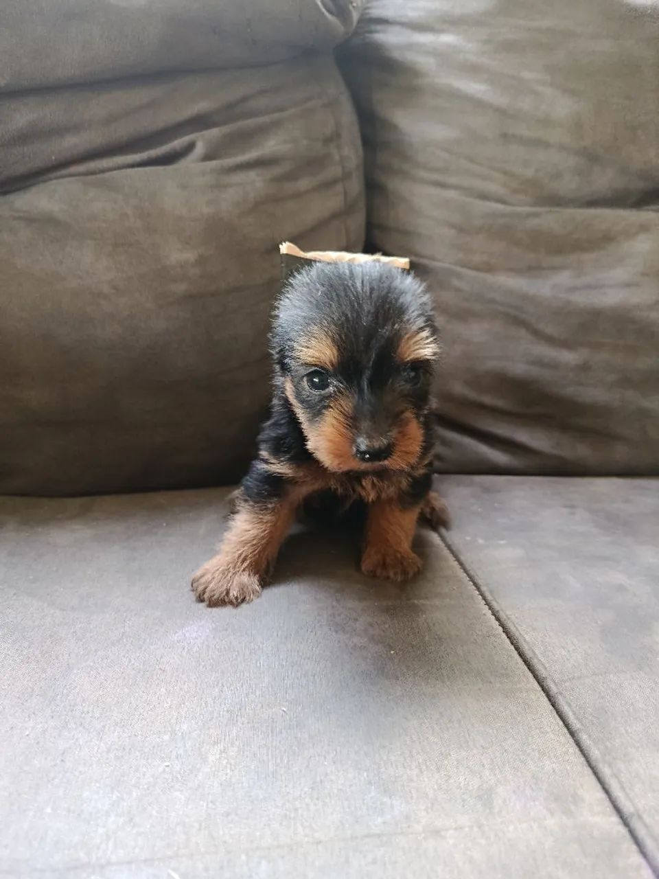 yorkshire mine - Foto 4