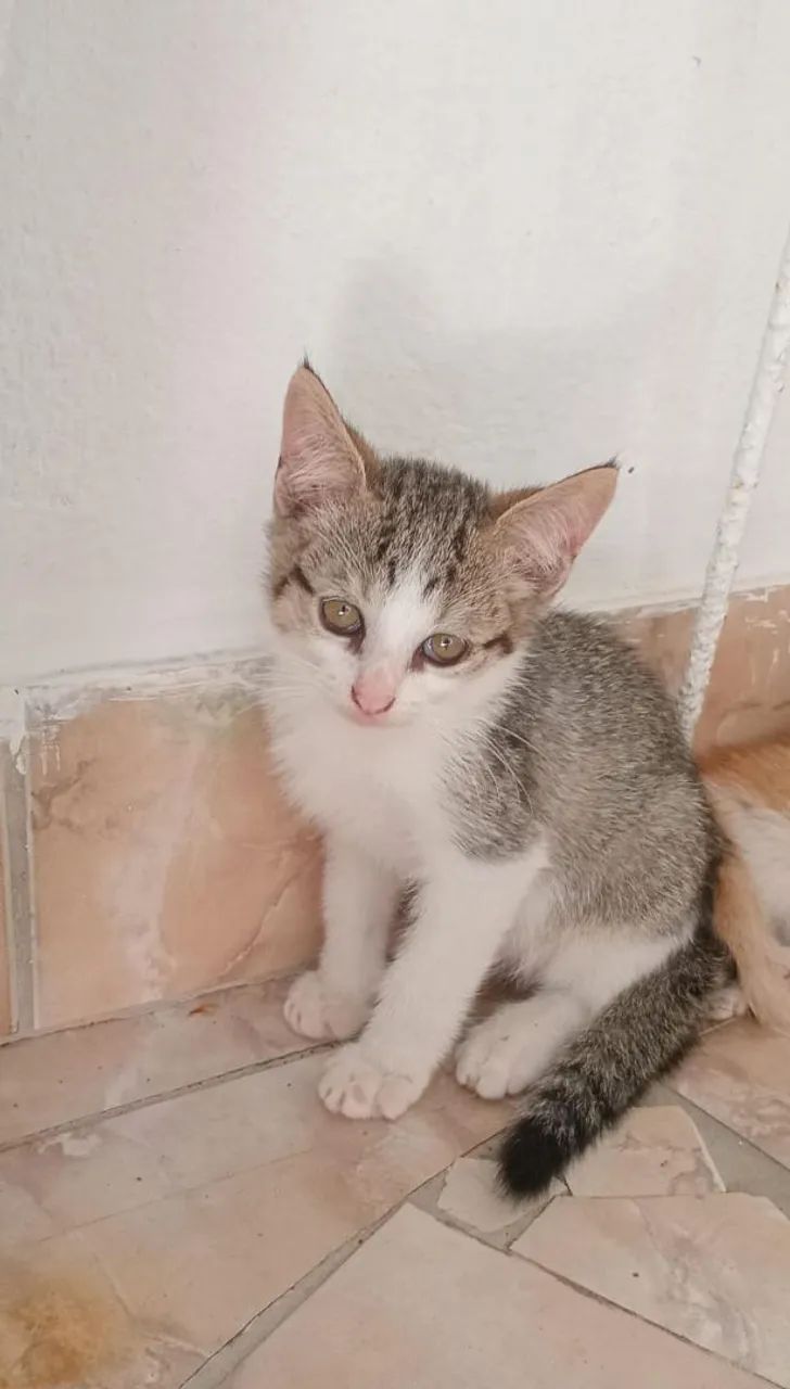 Gato macho 2 meses
