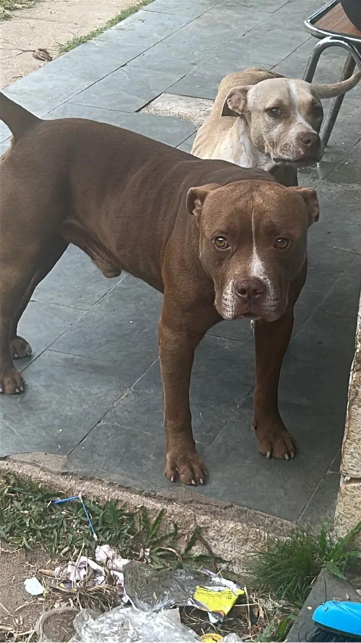 Pitbull  - Foto 3