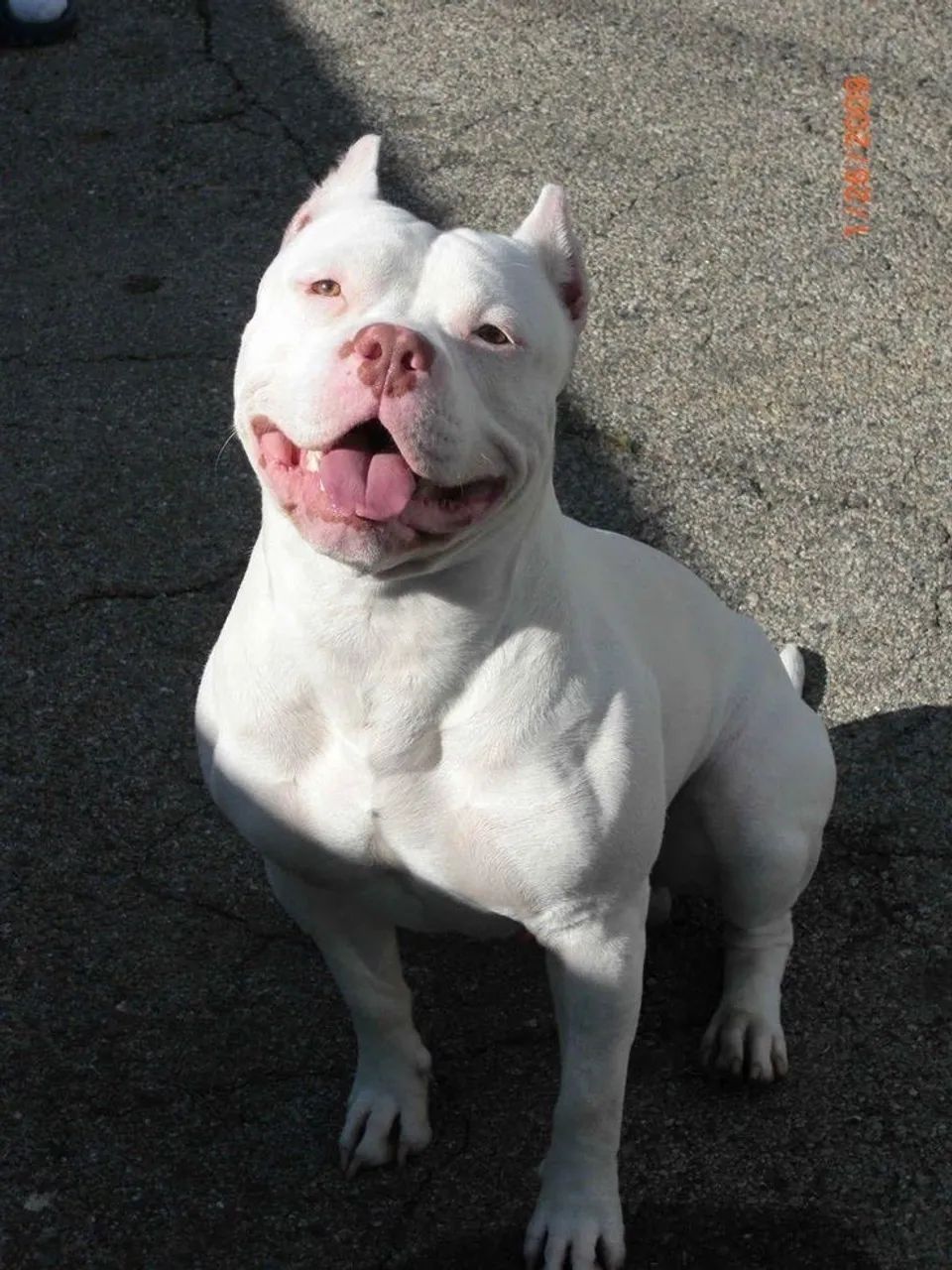 Procuro American Bully com boa procedência pra comprar.
