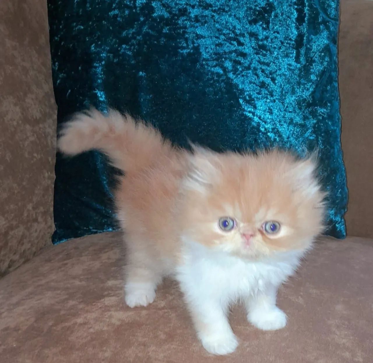 Vendo gatinhos persa - Foto 4
