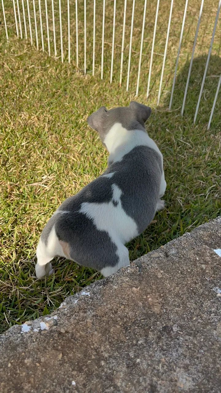 Filhote fox paulistinha fêmea (cinza)-Canil 2s - Foto 3