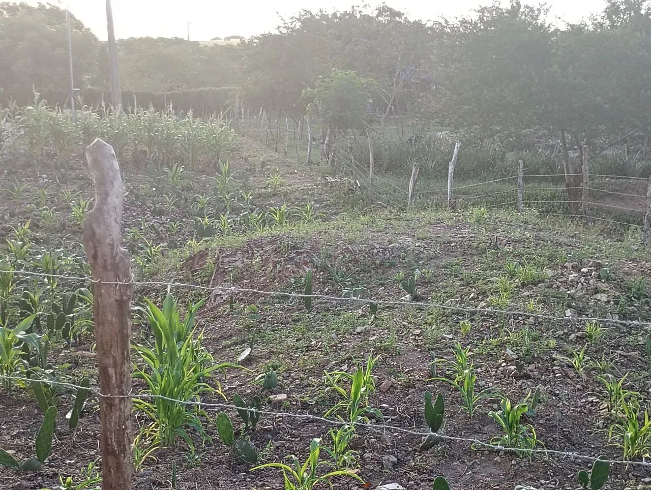 Vende-se Casa no Bom Jardim - Interior de Poço Verde - Foto 5