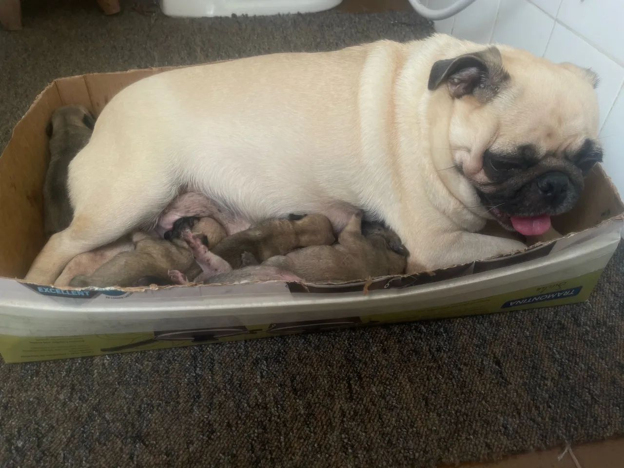 PUG Abricot filhotes - Foto 2