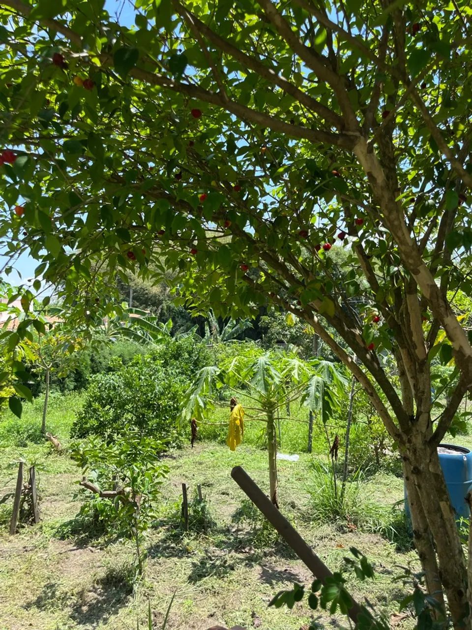 Vende-se chácara  - Foto 5