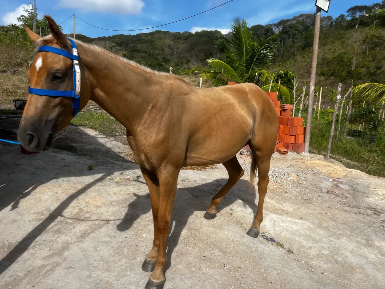 quarto de milha - Foto 3