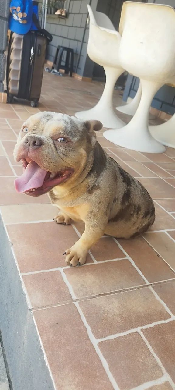 American bully micro monta disponível  - Foto 5