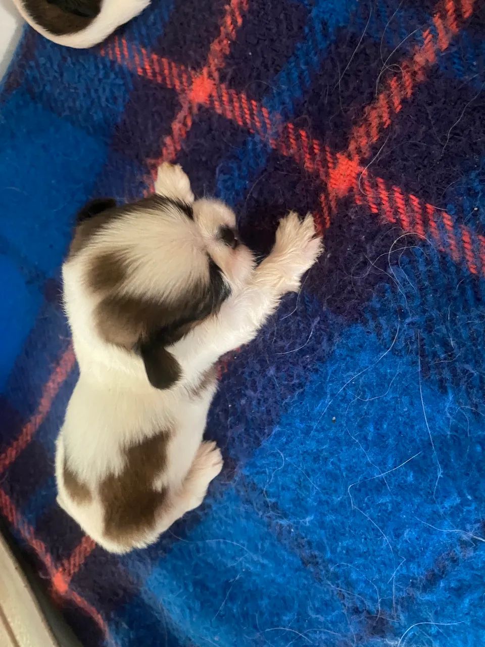 Cachorro da raça chip Sul - Foto 4