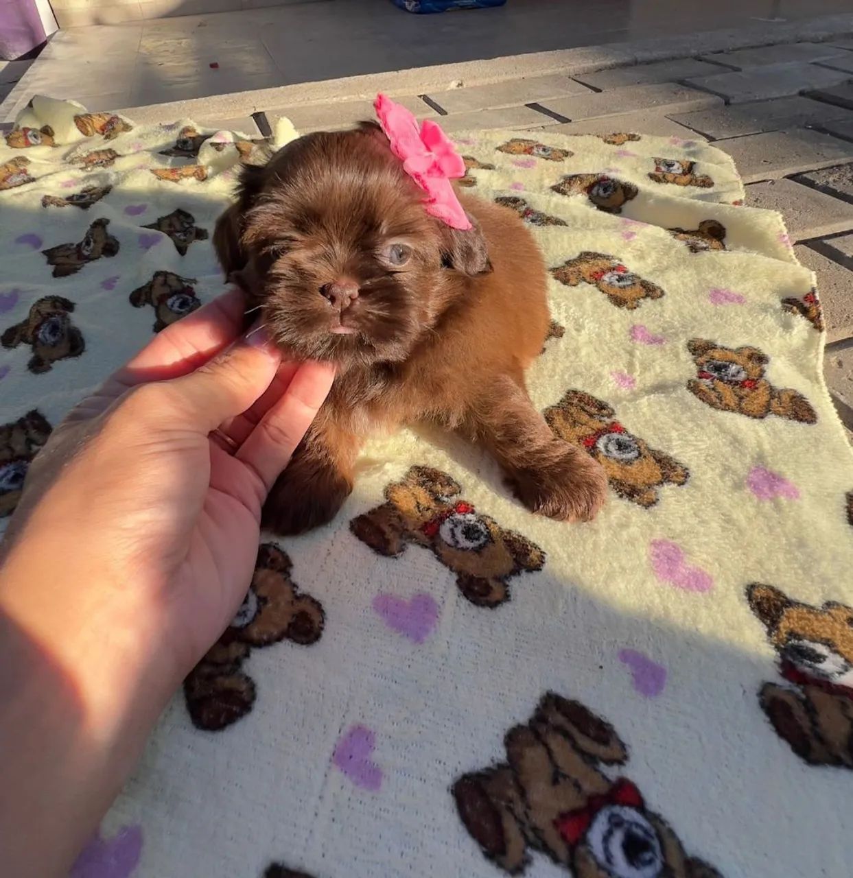 Shih tzu  - Foto 5