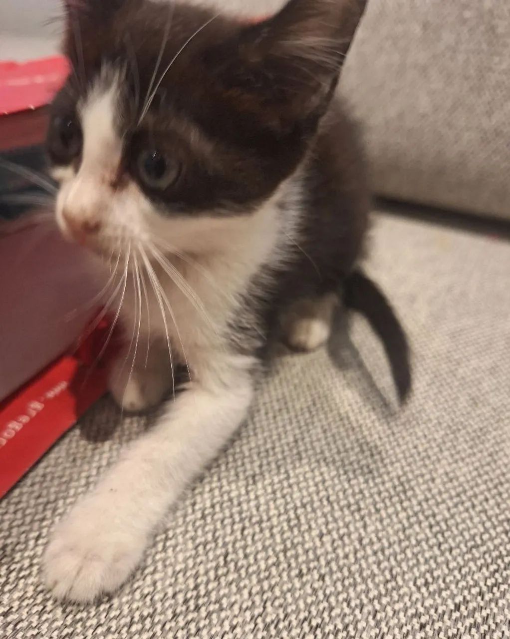 Doa se lindas gatinhas , 2 meses, vacinadas, testadas  fiv/ felv , vermifugadas -Mooca SP - Foto 6