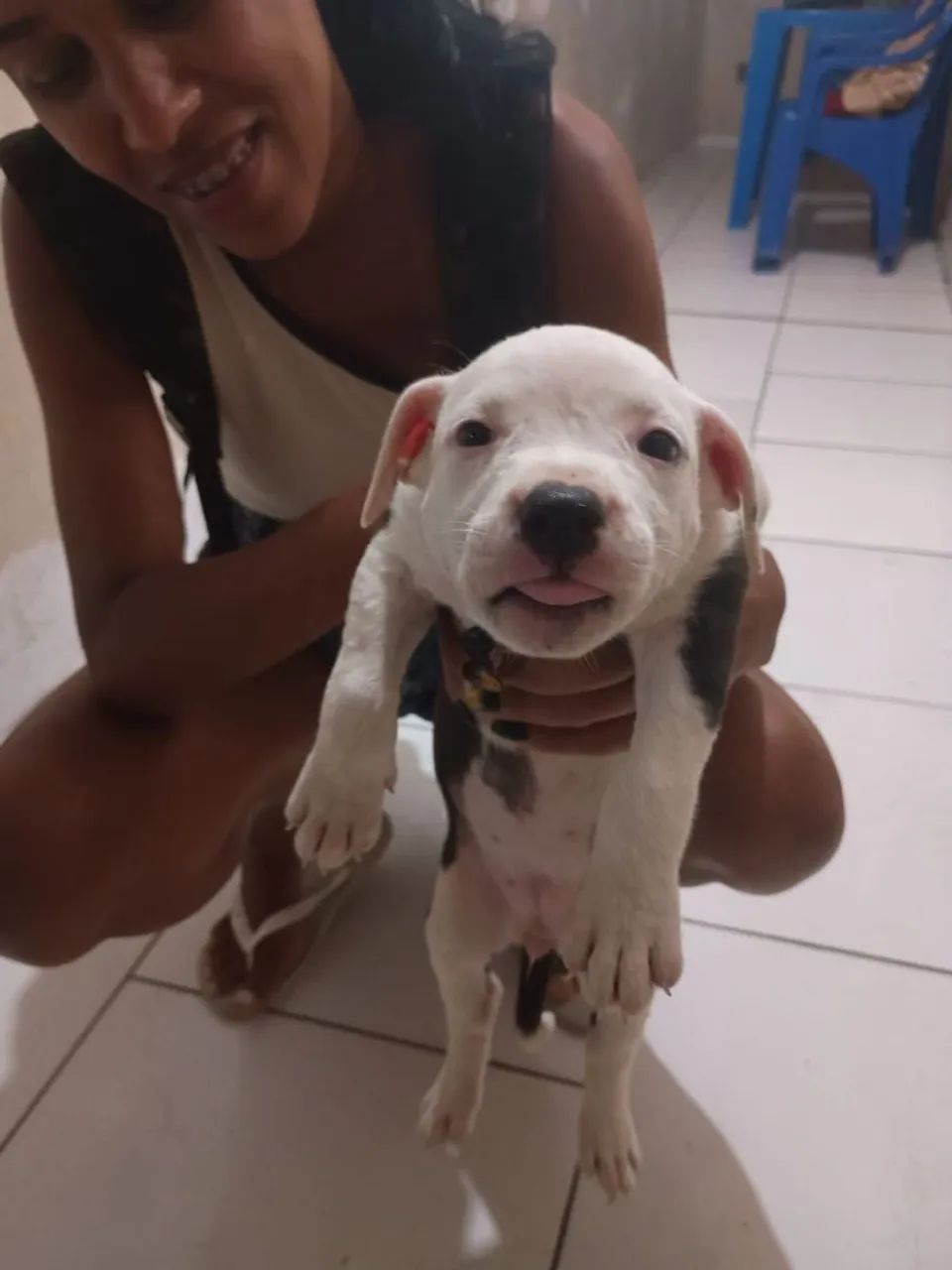 Filhote de pitibull - Foto 4