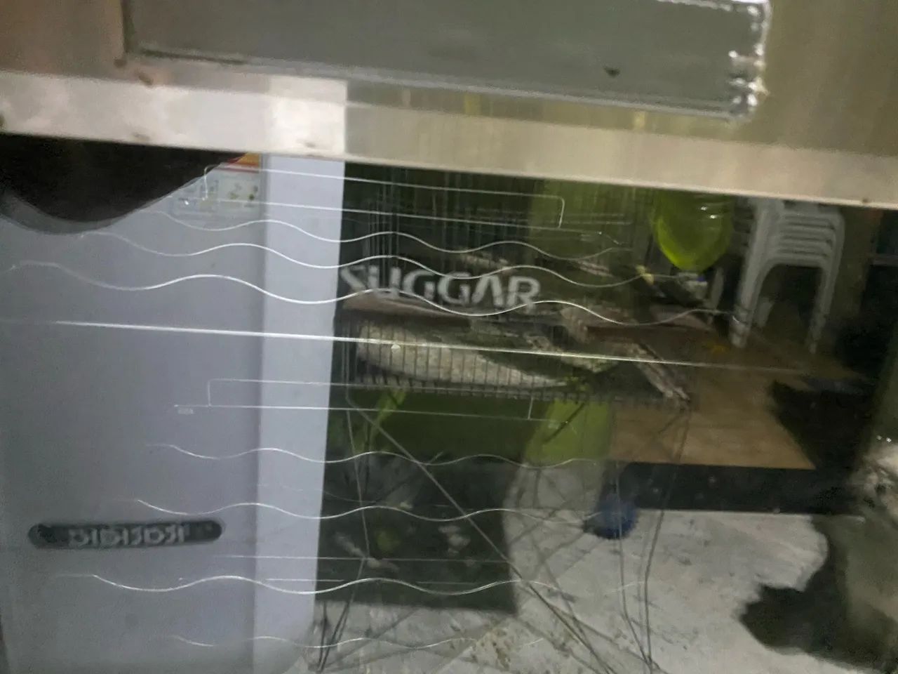 Adega Sugar - Foto 2