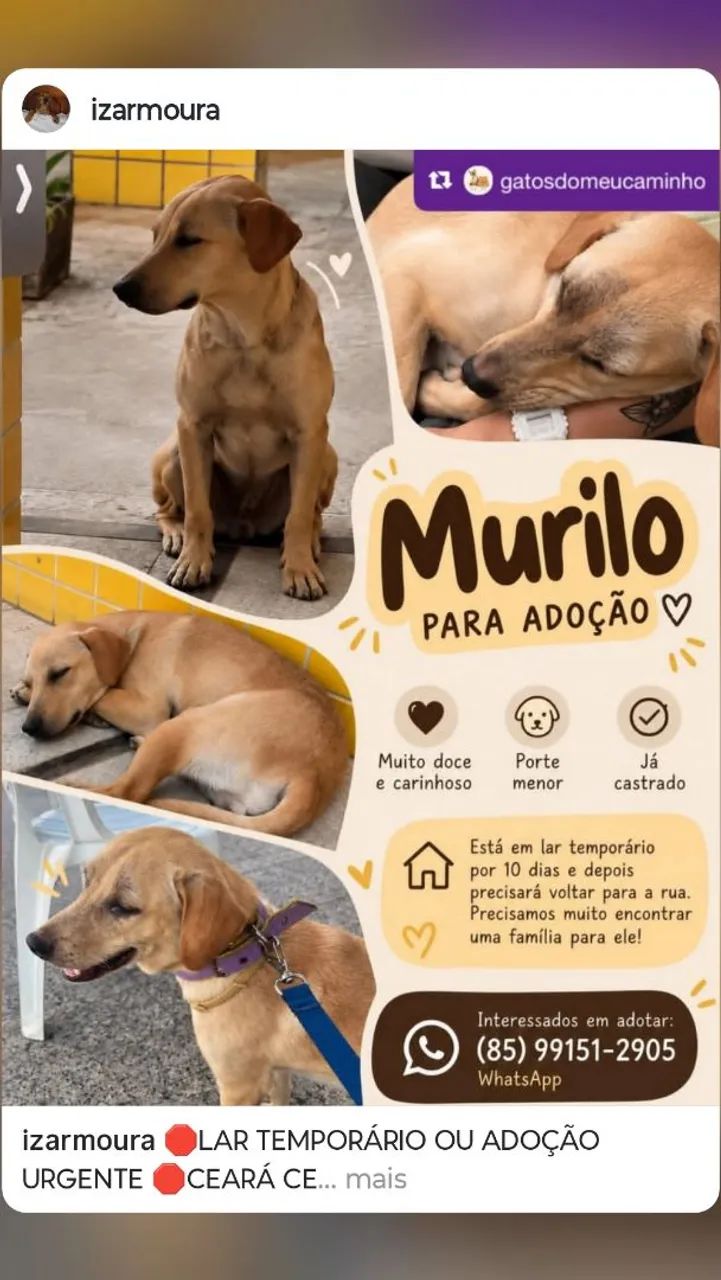 Cadela  - Foto 2