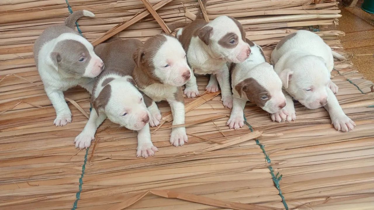 Filhote América bully - Foto 4
