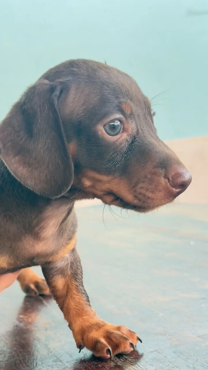 Dachshund macho 
