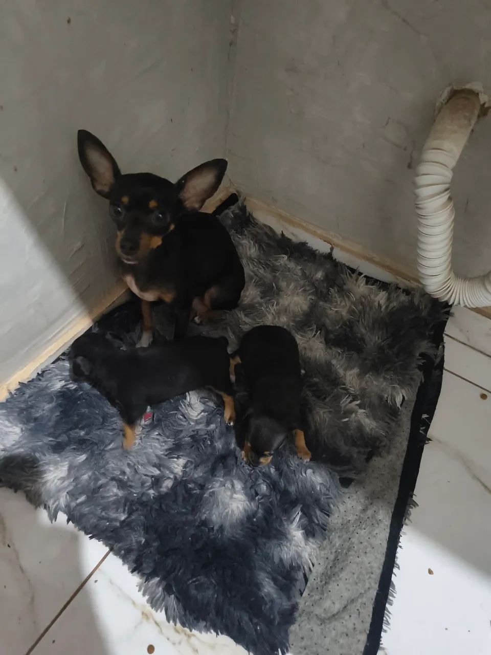 Pinscher 