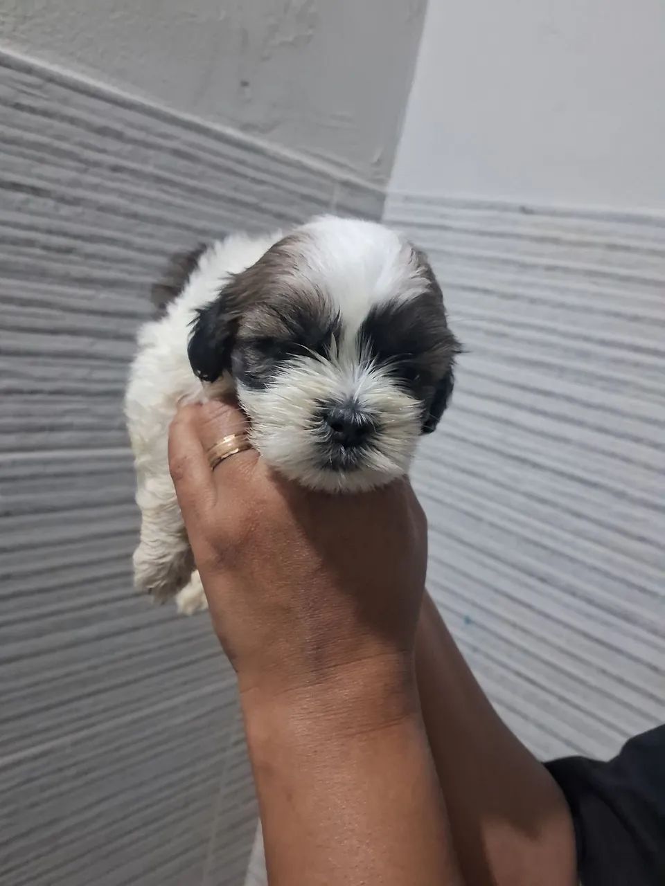 Cachorro ?  - Foto 3