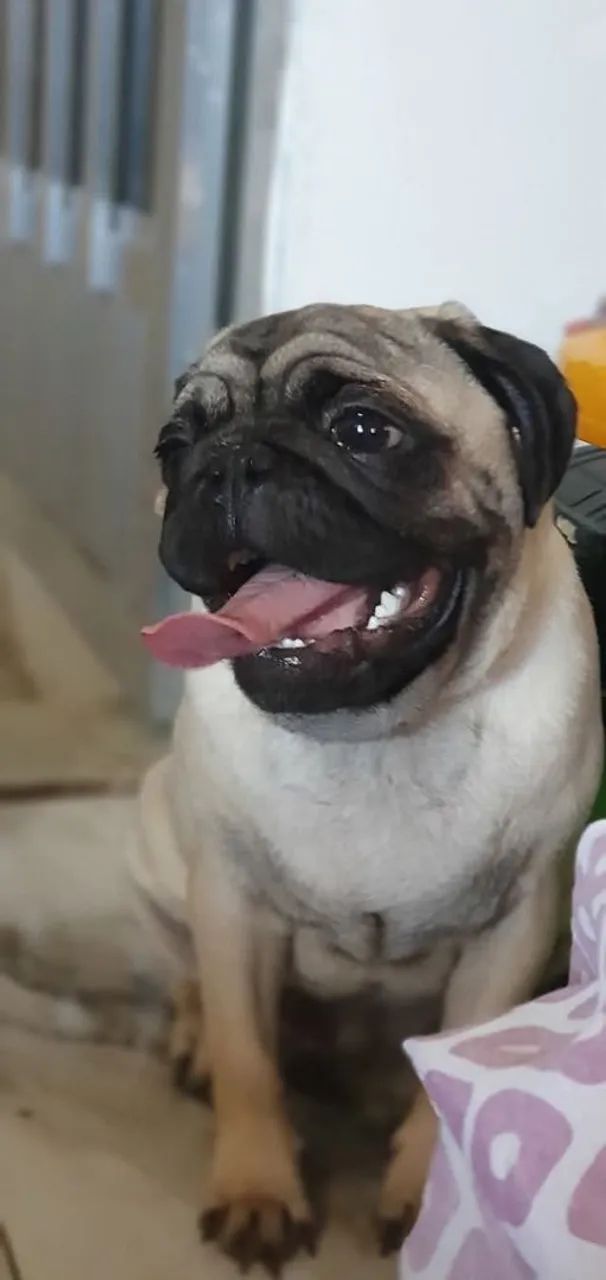 Pug Pedigree vendendo - Foto 3