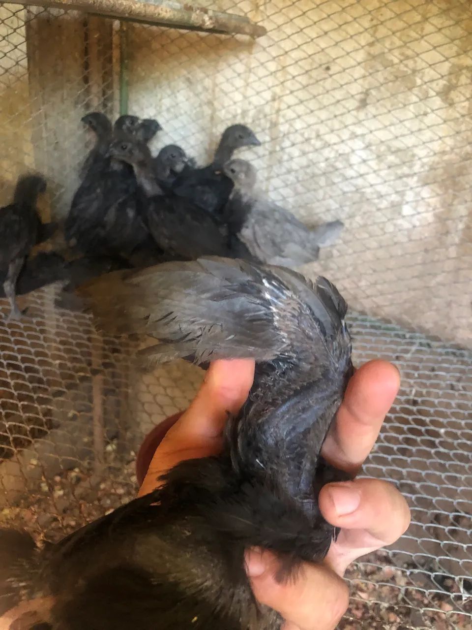 Galinha ayam cemani  - Foto 2