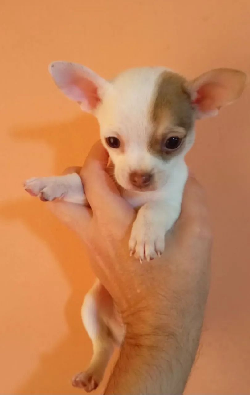 Chihuahuas - Foto 4