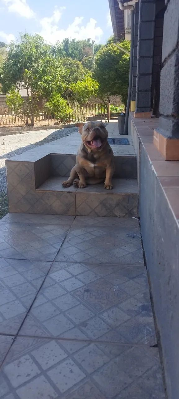 American bully micro monta disponível  - Foto 2