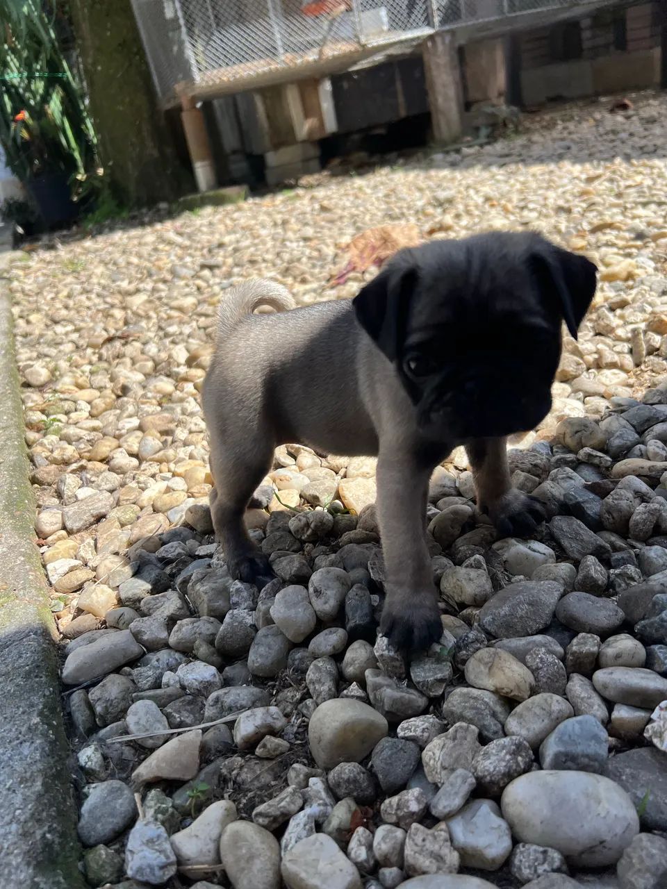 Filhotes de pug  - Foto 5