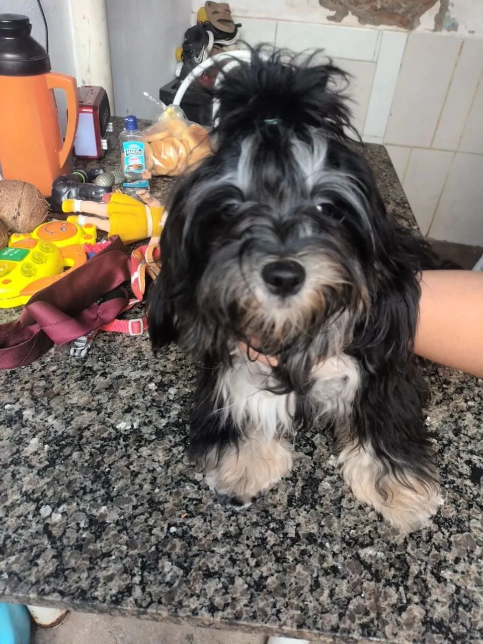 Filhotes e cachorro - Foto 3