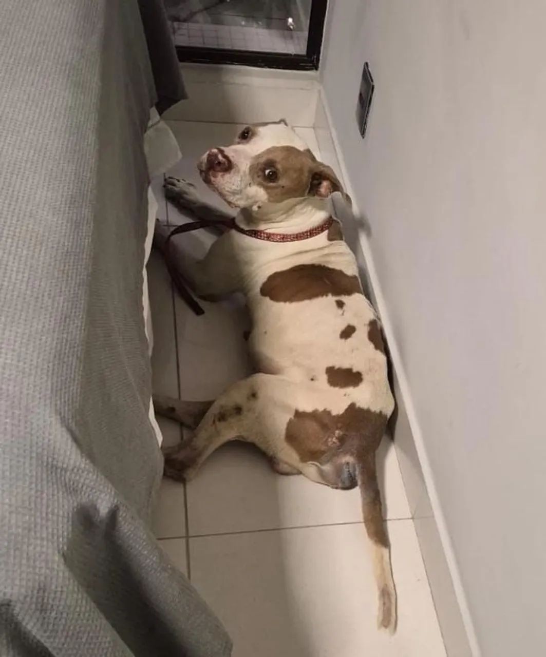 Cachorro Pitbull para adoção responsável  - Foto 2