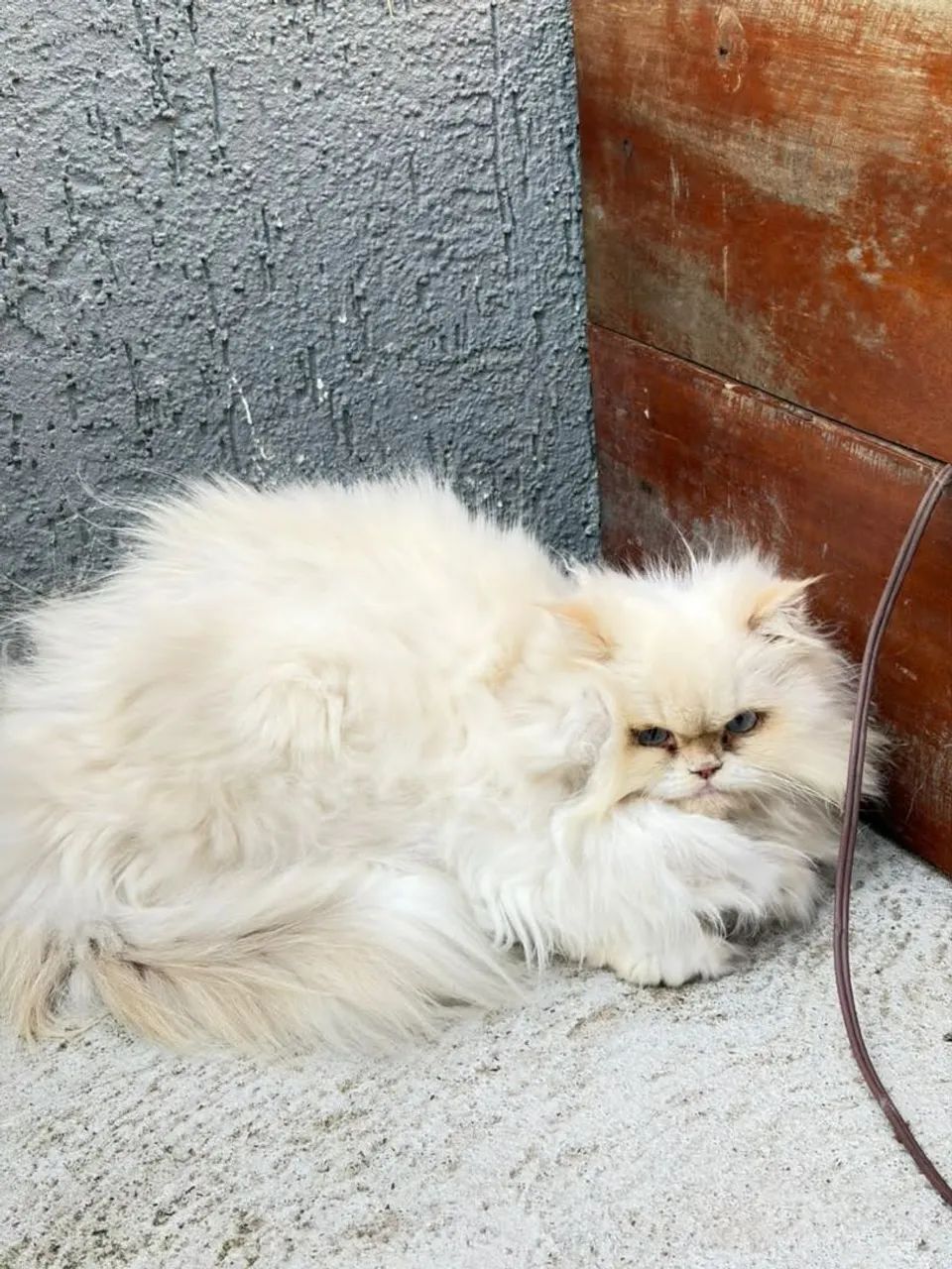 Vendo gata persa, NÃO É CASTRADA