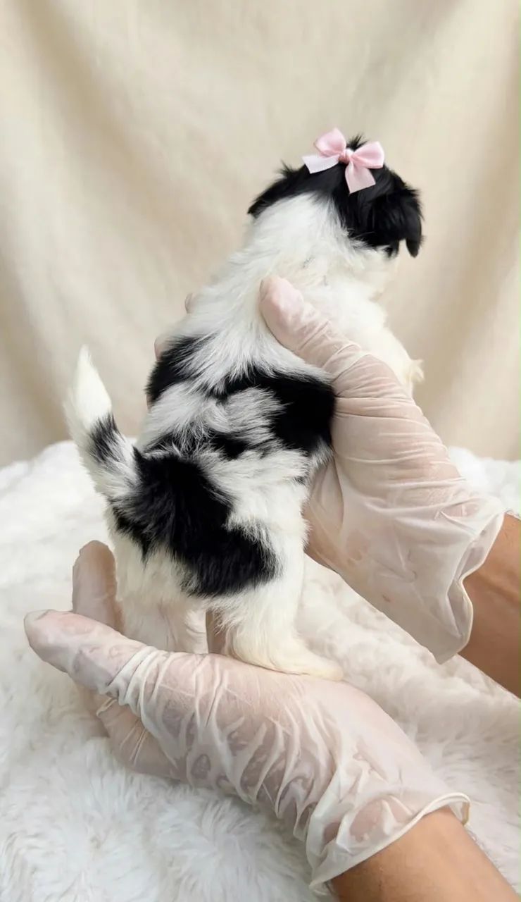Linda Shih tzu  - Foto 2