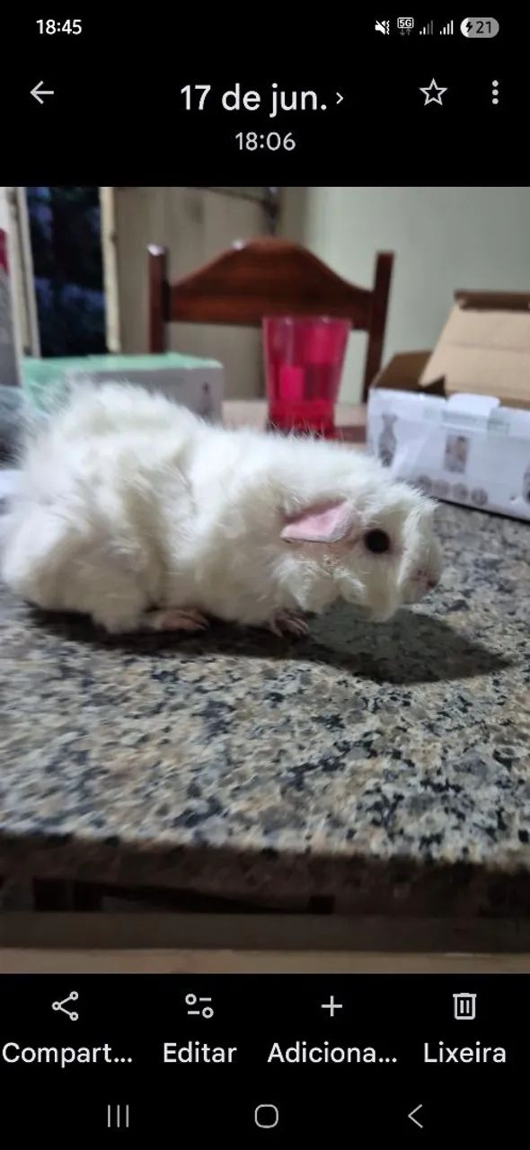 Porquinho da Índia 
