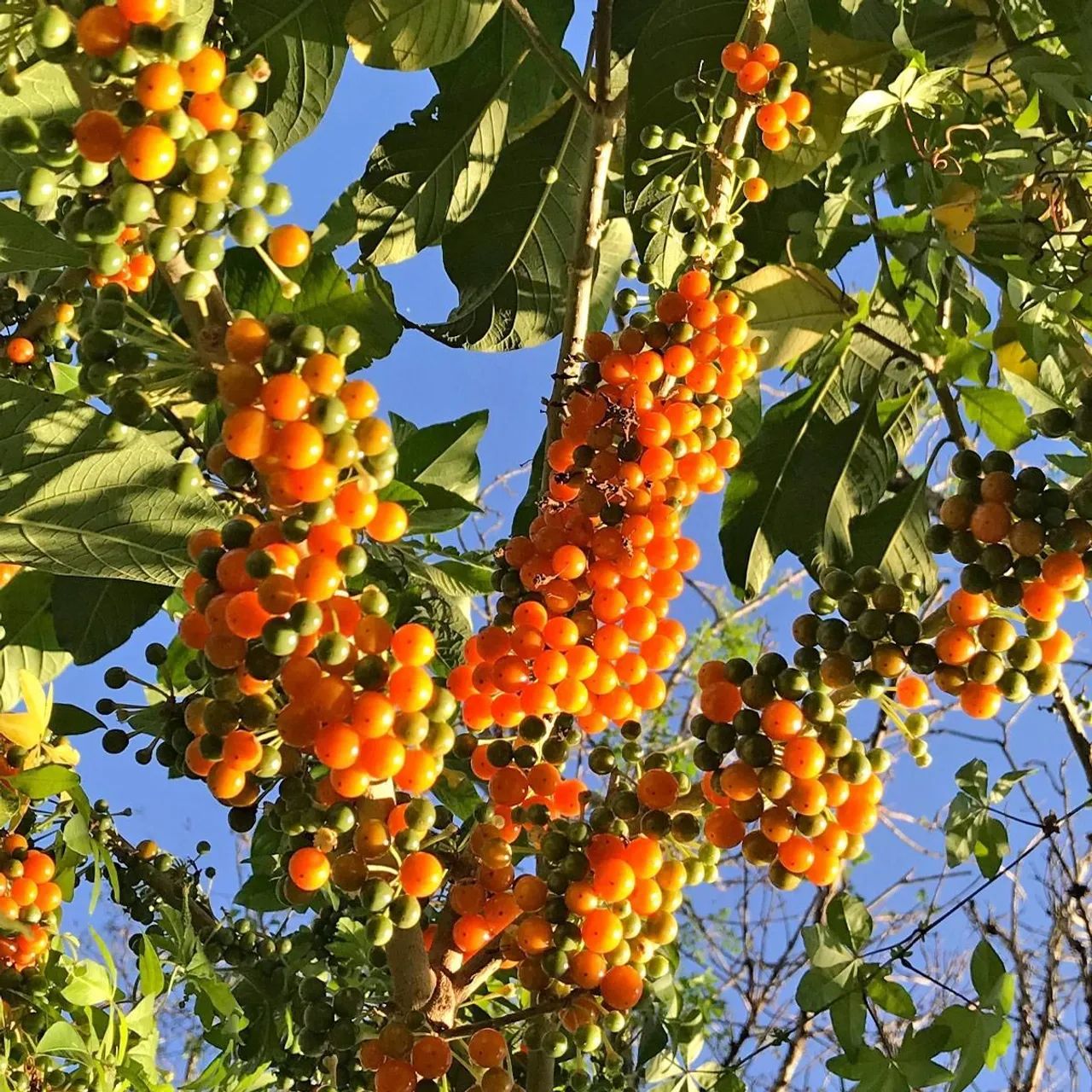 Mudas de árvores fruta do sabiá 