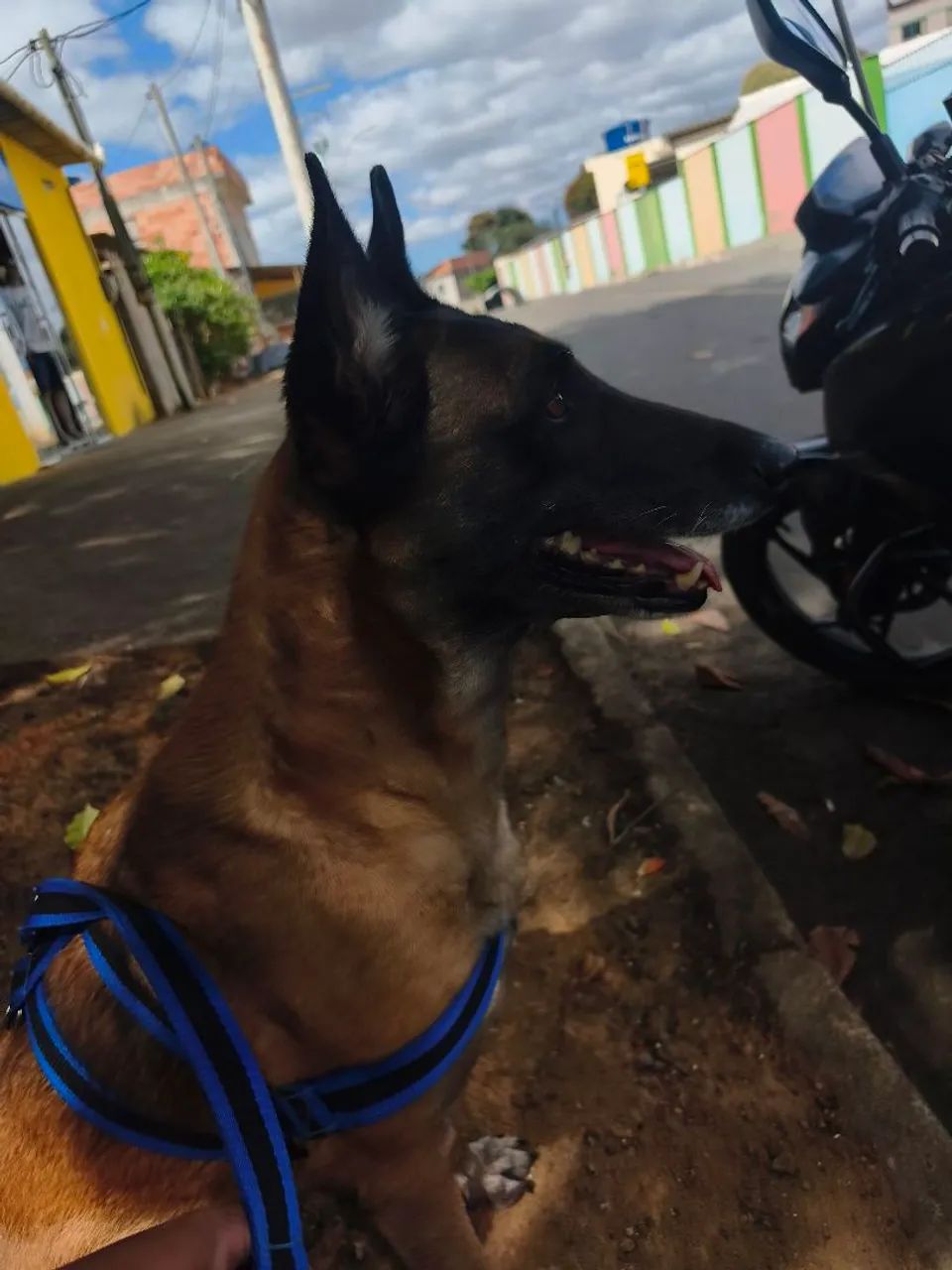 pastor belga malinois  - Foto 3
