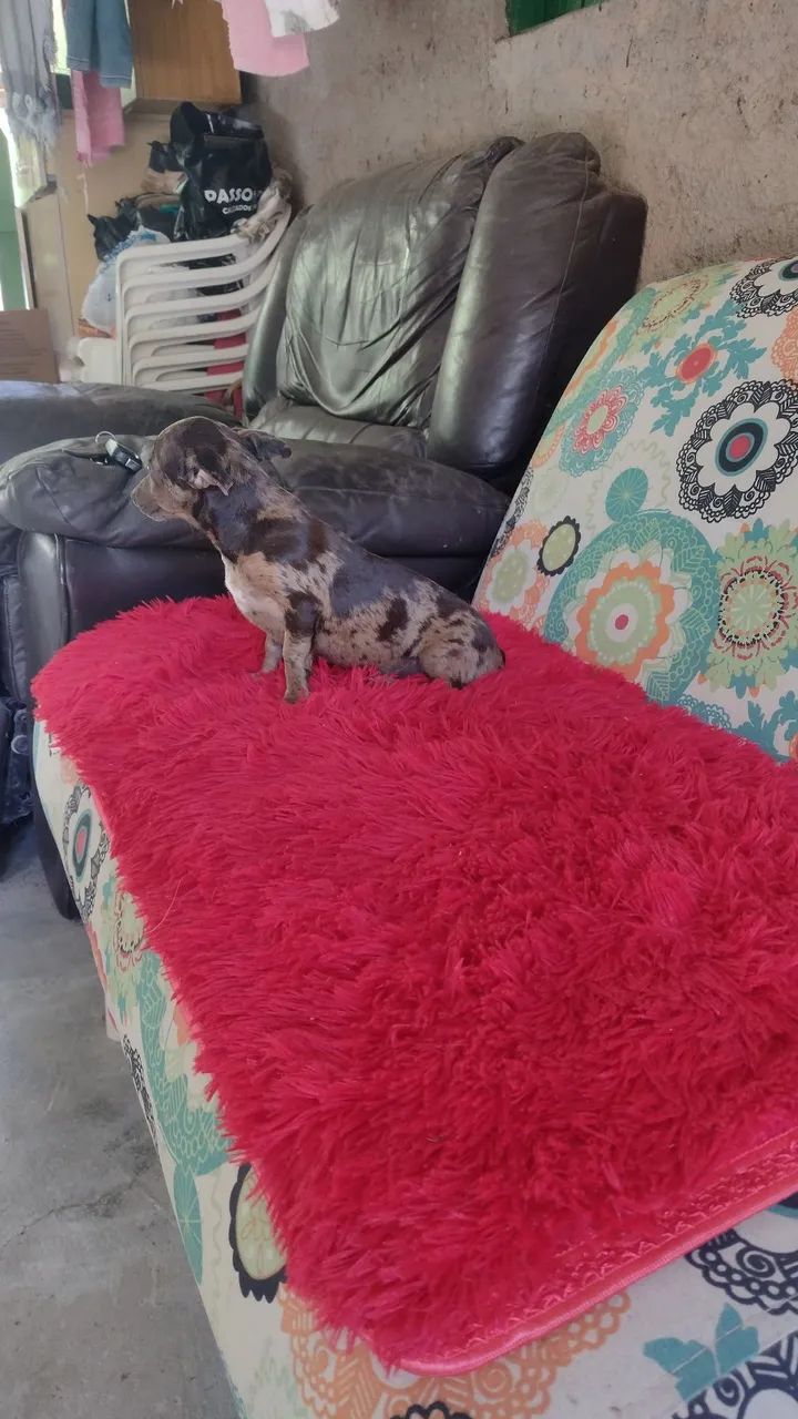 Pinscher Alerquim  - Foto 2