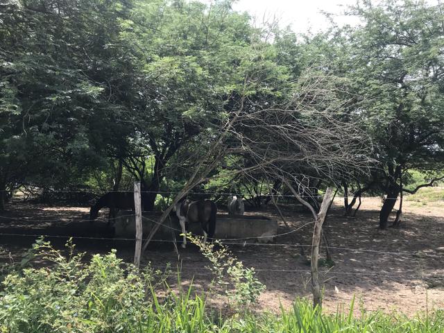 Fazenda real 3 - Foto 8